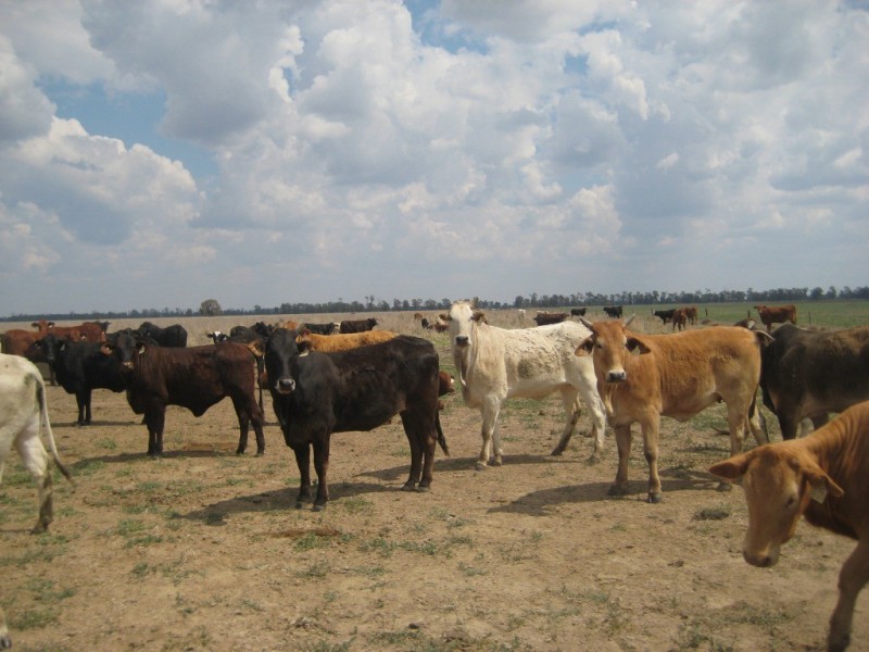 Moonie QLD 4406