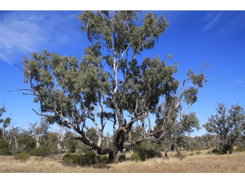 Charleville QLD 4470