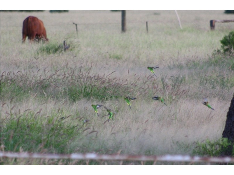 Charleville QLD 4470