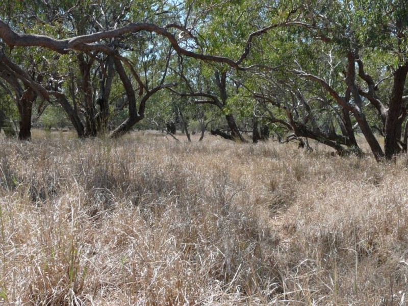 Charleville QLD 4470