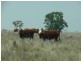 ” Ashton Grove “, Surat QLD 4417