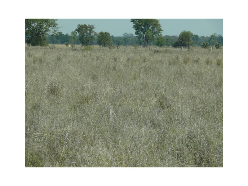” Ashton Grove “, Surat QLD 4417