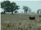 ” Ashton Grove “, Surat QLD 4417