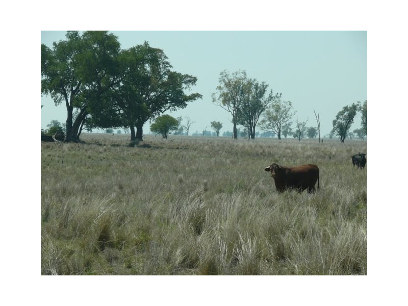 ” Ashton Grove “, Surat QLD 4417