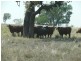 ” Ashton Grove “, Surat QLD 4417
