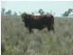 ” Ashton Grove “, Surat QLD 4417