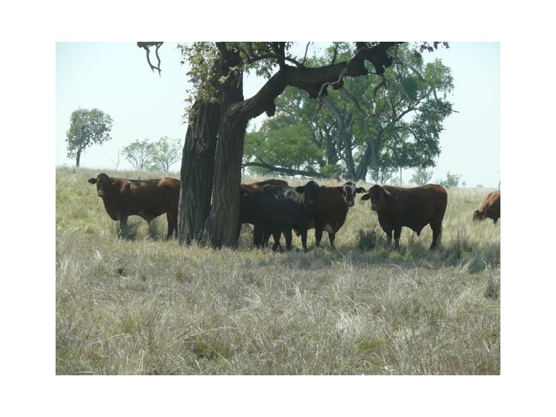 ” Wilga Park “, Surat QLD 4417