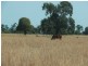 Condamine QLD 4416