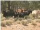 Mungindi NSW 2406