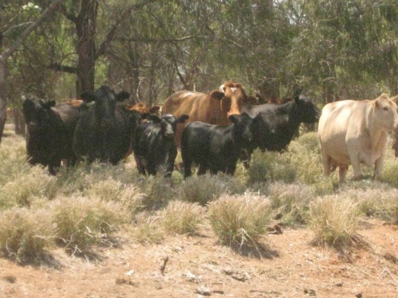 Mungindi NSW 2406