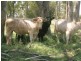 Mungindi NSW 2406