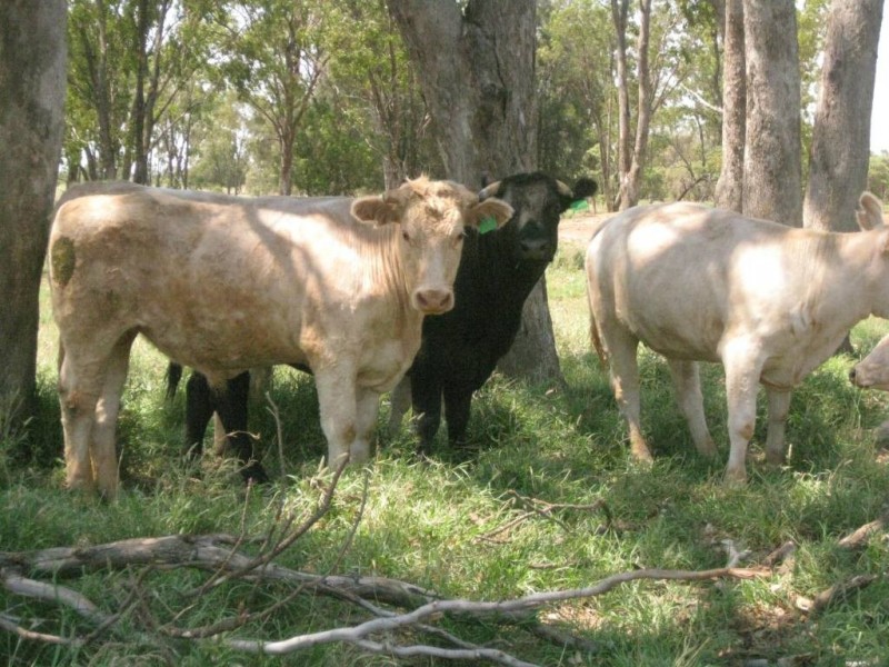 Mungindi NSW 2406