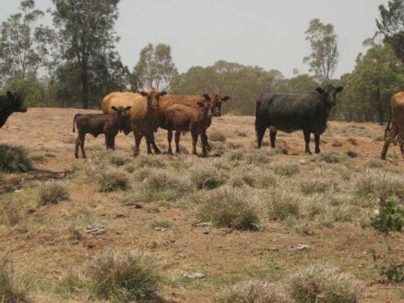 Mungindi NSW 2406