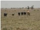 Mungindi NSW 2406