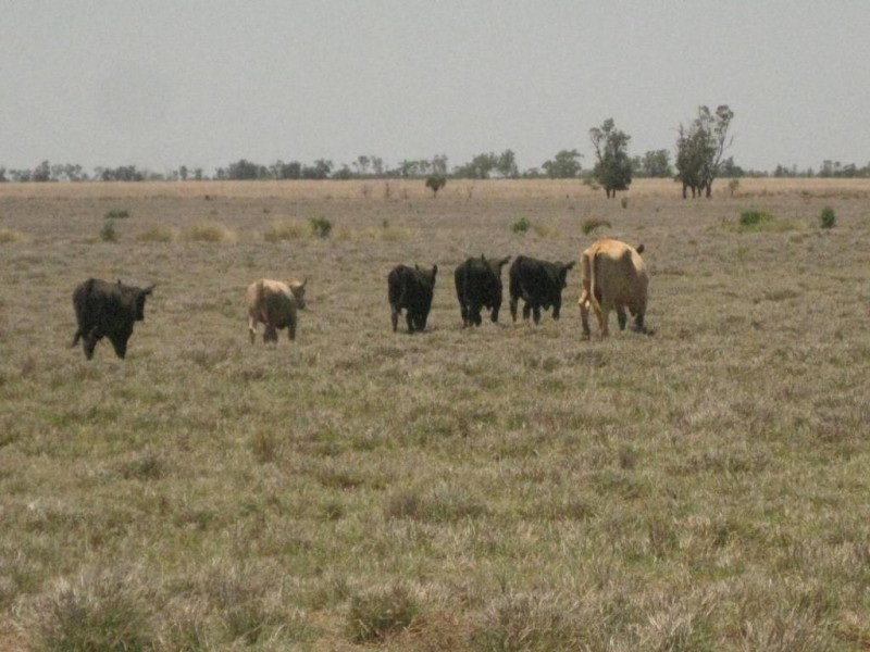 Mungindi NSW 2406