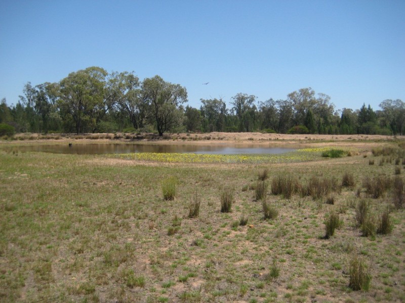Kogan QLD 4406