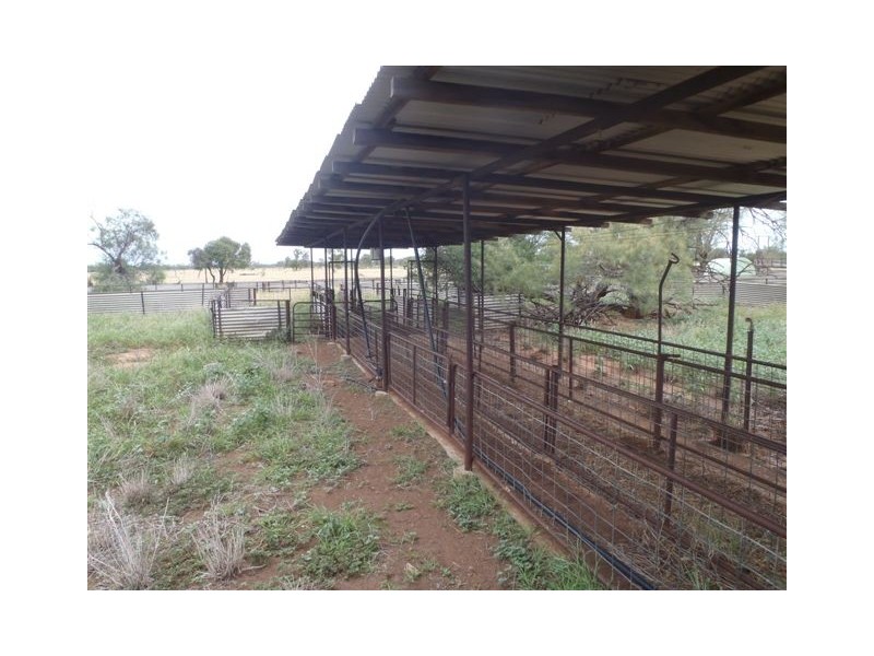 ” Honeymah “, Dirranbandi QLD 4486