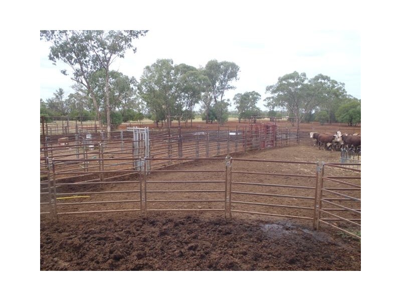 ” Honeymah “, Dirranbandi QLD 4486