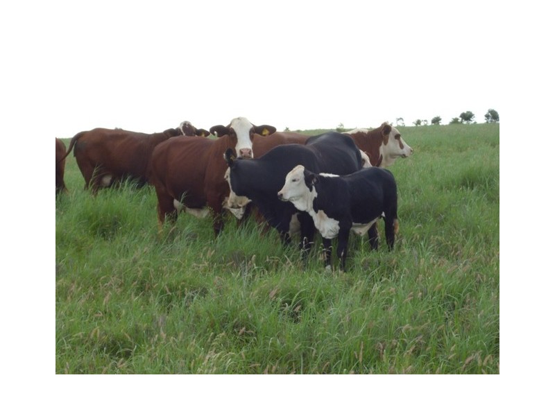 ” Mayfield”, Dingo QLD 4702