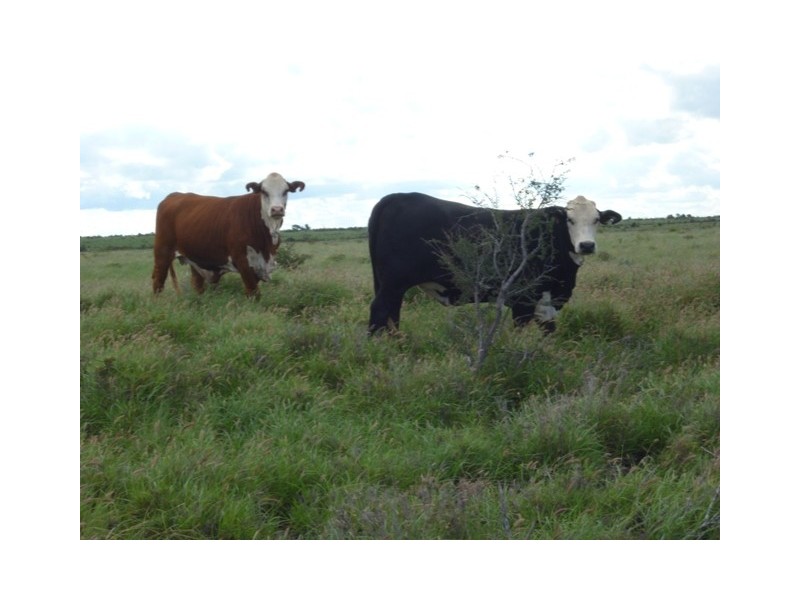 ” Mayfield”, Dingo QLD 4702