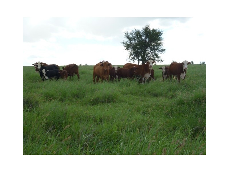 ” Mayfield”, Dingo QLD 4702