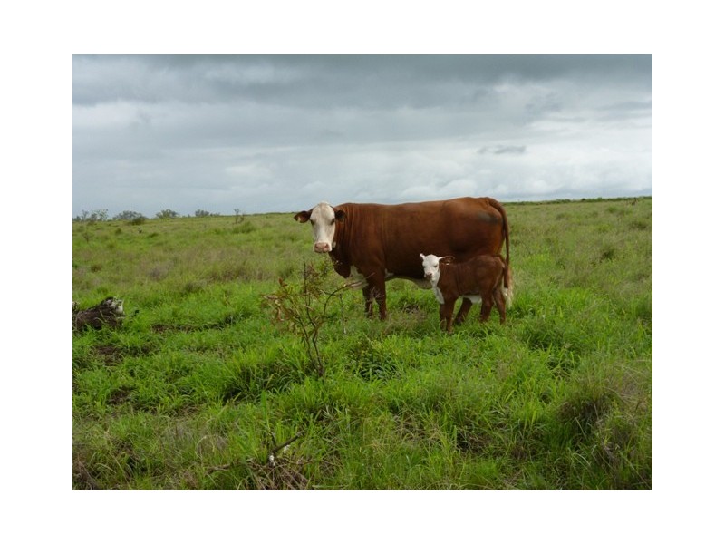 ” Mayfield”, Dingo QLD 4702