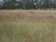 Miles QLD 4415