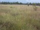 Miles QLD 4415