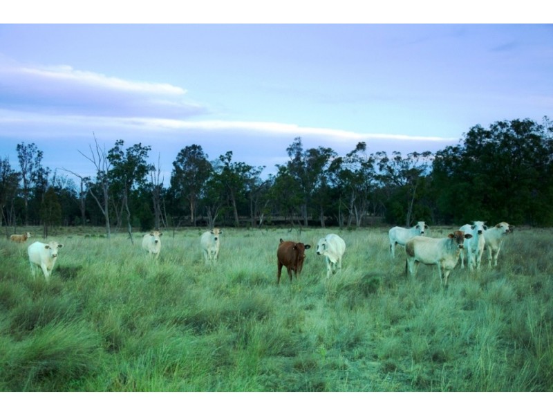 Miles QLD 4415