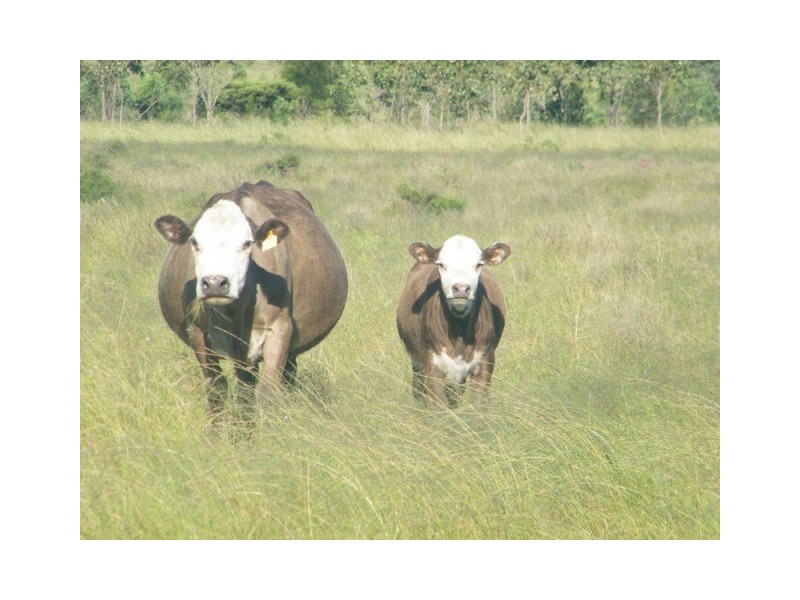 BILLABONG 598 BULRUSH RD, Miles QLD 4415