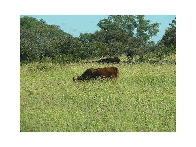 ” Conloi “, Wandoan QLD 4419