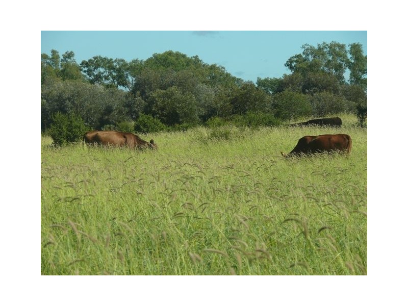” Conloi “, Wandoan QLD 4419