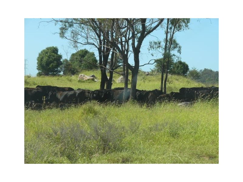 ” Conloi “, Wandoan QLD 4419
