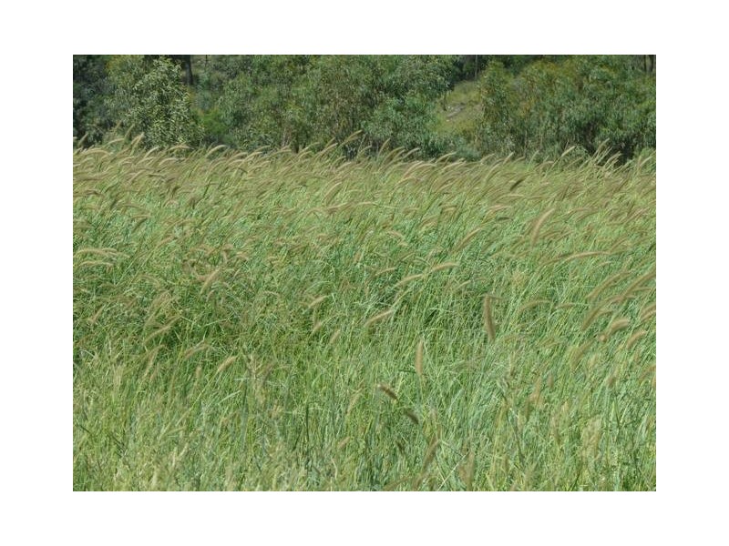 ” Conloi “, Wandoan QLD 4419