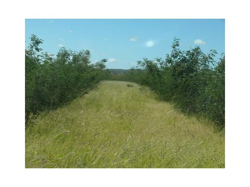 ” Conloi “, Wandoan QLD 4419