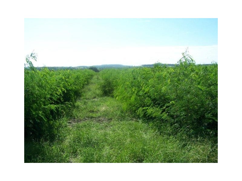 ” Conloi “, Wandoan QLD 4419