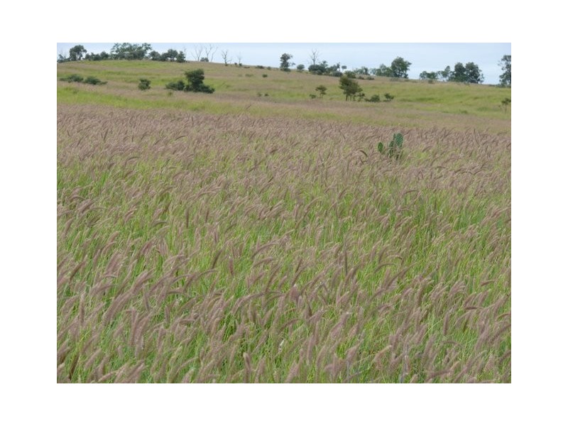 ” Brolga “, Taroom QLD 4420