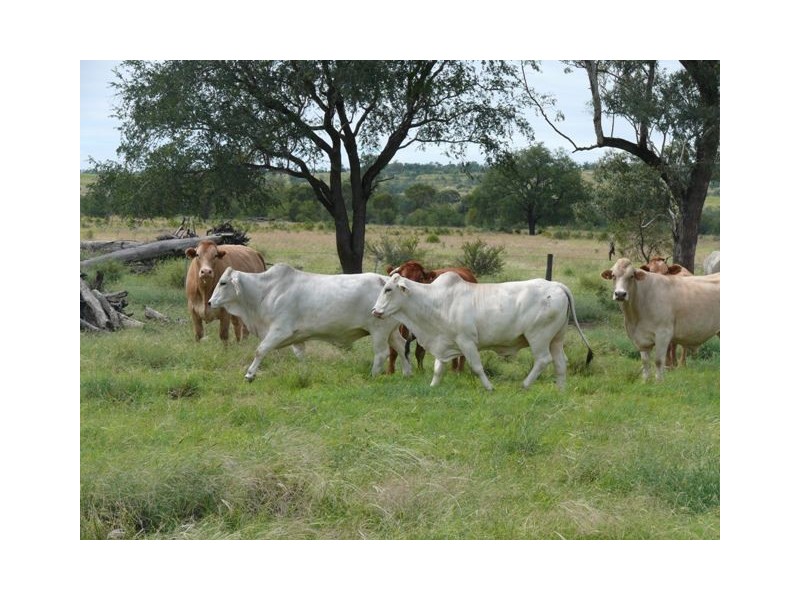 ” Brolga “, Taroom QLD 4420