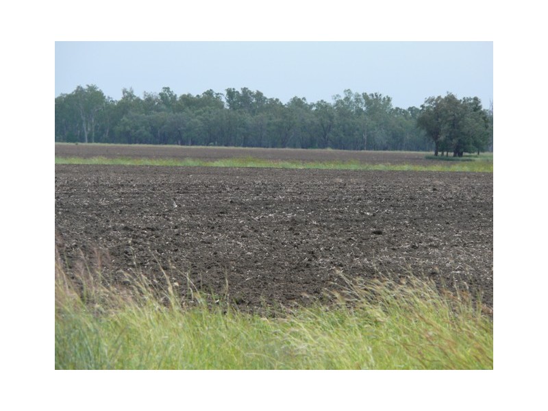 ” Brolga “, Taroom QLD 4420