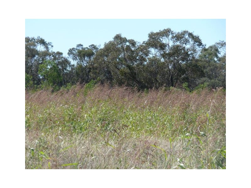 ” Dongara “, Roma QLD 4455