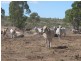 ” Dongara “, Roma QLD 4455