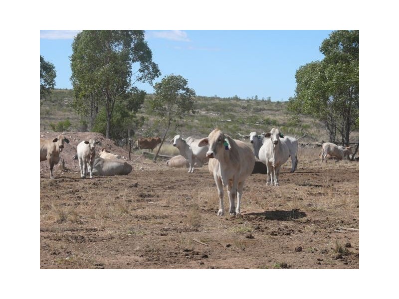” Dongara “, Roma QLD 4455