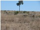 ” Dongara “, Roma QLD 4455