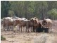 ” Dongara “, Roma QLD 4455