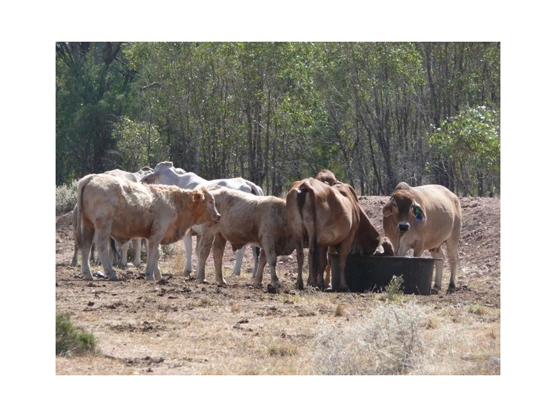 ” Dongara “, Roma QLD 4455