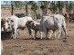 ” Dongara “, Roma QLD 4455