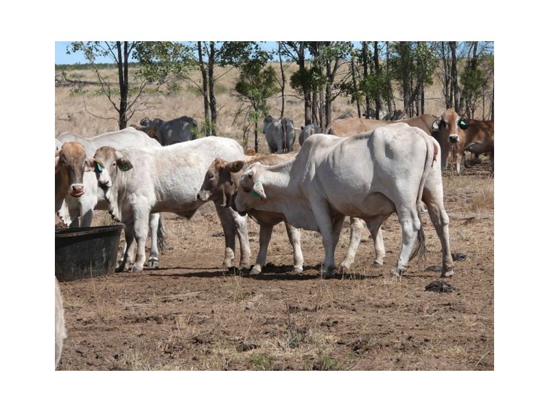” Dongara “, Roma QLD 4455