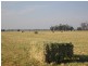 Cecil Plains QLD 4407