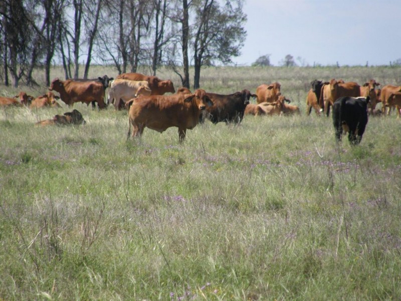 Cecil Plains QLD 4407