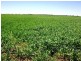 Cecil Plains QLD 4407